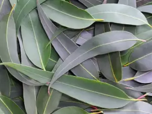 Listovi eukaliptusa
